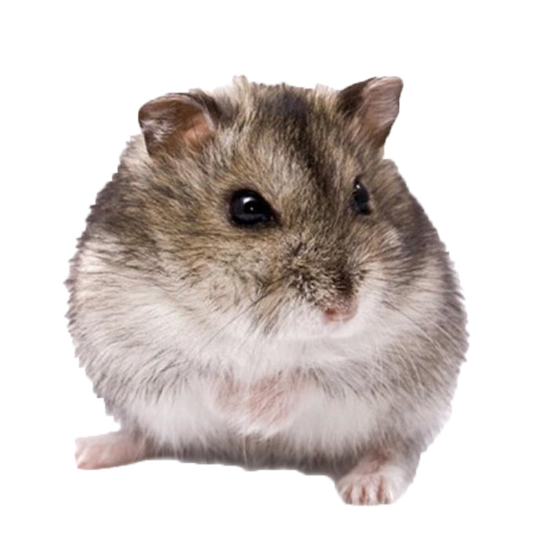 Wholesale Hamsters, Golden Hamsters, Small Live Animals, Milk Tea for Parents, One Male and One Female, Large-Sized Internet-Famous Rodent Pets for Breeding