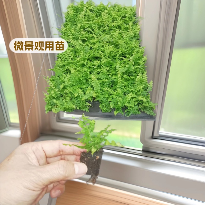 Производитель поставляет большое количество комнатных декоративных папоротников, микрокультуры папоротника Бостона, оптовая продажа саженцев в маленьких горшках