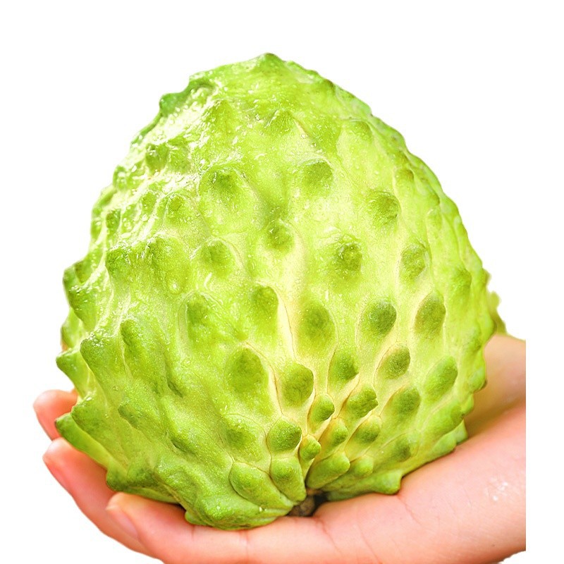 Shakakura Fresh Ananas 2.5kg Pineapple Milk Buddha Head Fruit Lingo Mani Fruit Seasonal Fruit 3 Direct Sales