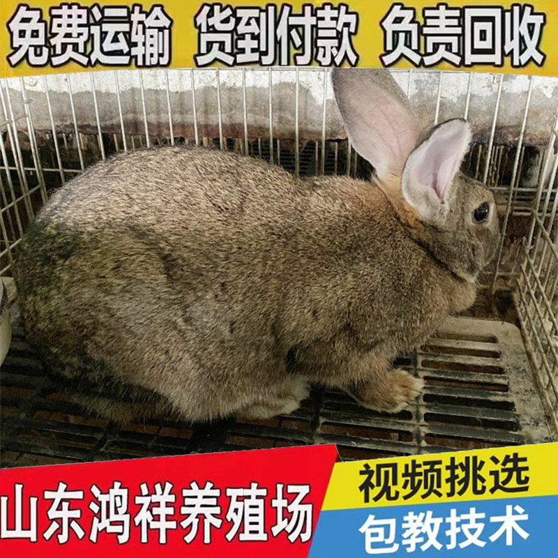 Manufacturer Wholesales High-Quality Belgian Rabbits, Live Meat Rabbits, Special Wholesale Price, Breeding Rabbits, Live Seedlings
