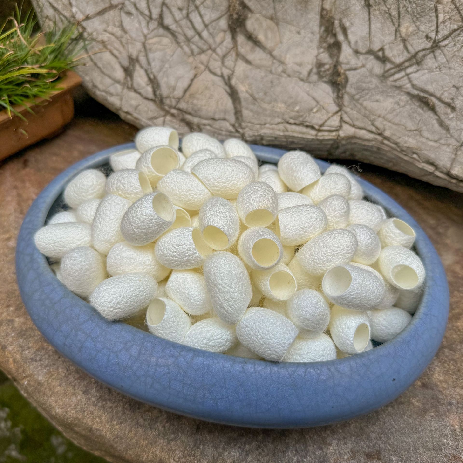 Коконы шелкопряда без куколки, экстракт шелковых шариков из очищенных коконов, замоченные в воде для медицинского использования, двойные куколки