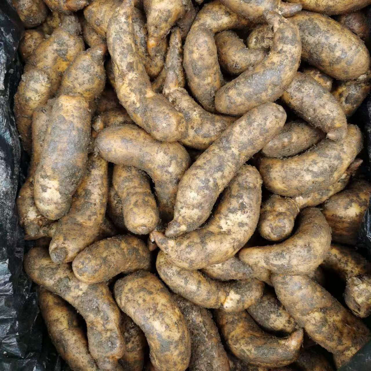 Fresh Gastrodia Elata Jianghu Street Stall Exhibition Hot-Selling Supply Hotel Catering Soup Edible Gastrodia Elata Is Now Dug and Found in the Place of Origin