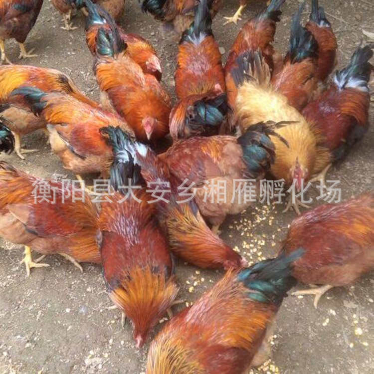 Guangxi Lingshan Native Chicken Seedlings Mixed with Hemp Feather Native Chicken Thin-Legged Yellow-Footed Cinnamon Chicken Green-Shelled Egg Chicken Free-Range Local Chicken