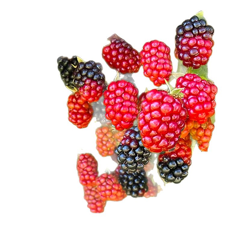 Red Raspberry Seedlings Potted for Planting in the North and South, Indoor Balcony Raspberry Courtyard Ground Planting Fruit Saplings Bearing Fruit in the Same Year