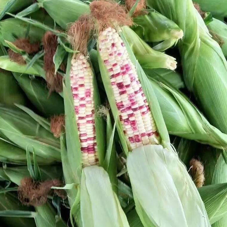 Rongyunuo No. 88 Flower Sweet Waxy Corn Seeds Glutinous Corn Seeds Full Color Glutinous Fragrant High-Yielding Fruit Larvae Super Sweet