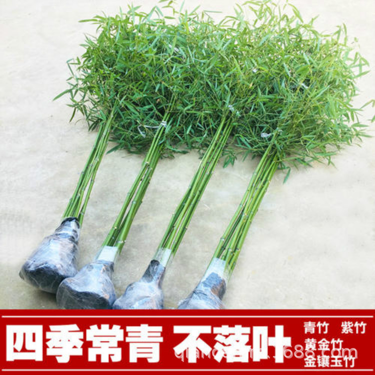 Bamboo Seedlings, Purple Bamboo Seedlings, Courtyard Bamboo, Green Bamboo Seedlings, Gold Inlaid Jade Bamboo Seedlings, Gold Bamboo Seedlings, Wall Greening Bamboo Seedlings