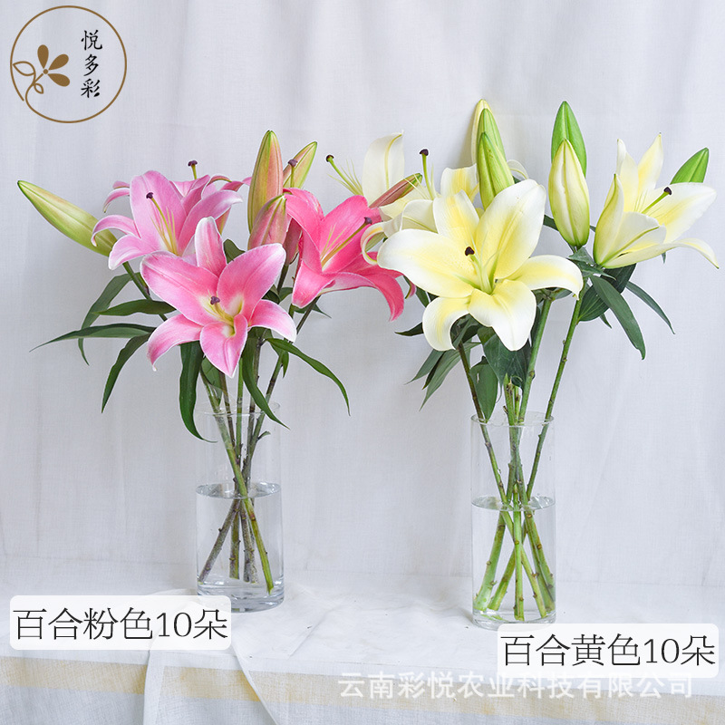 [Buy 1 Flower Blind Box for 9.9 Yuan] Yue Colorful Ab Grade Flower Blind Box Base Straight-Cut Fresh-Cut Combination Flowers