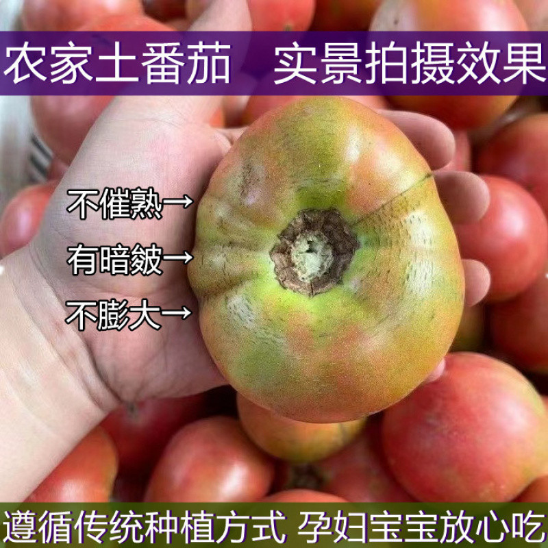 Old Variety of Sand Tomato, Farm-Grown Ugly Tomato, Fresh Naturally Ripe Persimmon, Raw Fruit for Pregnant Women and Babies