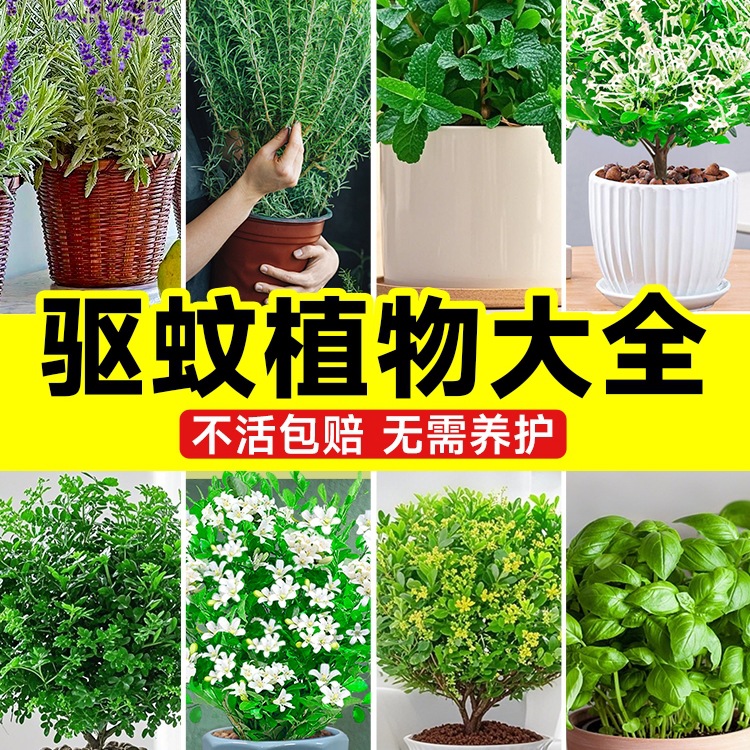 Растения для отпугивания комаров, мятные саженцы, лаванда, для балкона и дома