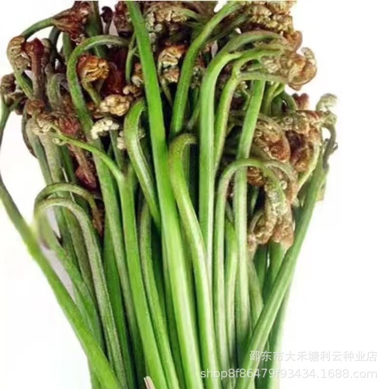 Wild Bracken Seeds, Raw Bracken, Ruyi Vegetables, Wild Mountain Vegetables, Cat's Claw Vegetables, Faucet Vegetables, Bracken Seeds