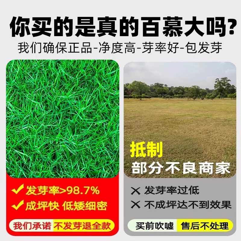 Bermuda Grass Seeds Are Evergreen, Dwarf and Pruning-Free, House Yard Lawn Seeds, Trampling-Resistant, Cold-Resistant and Drought-Resistant Grass Seeds