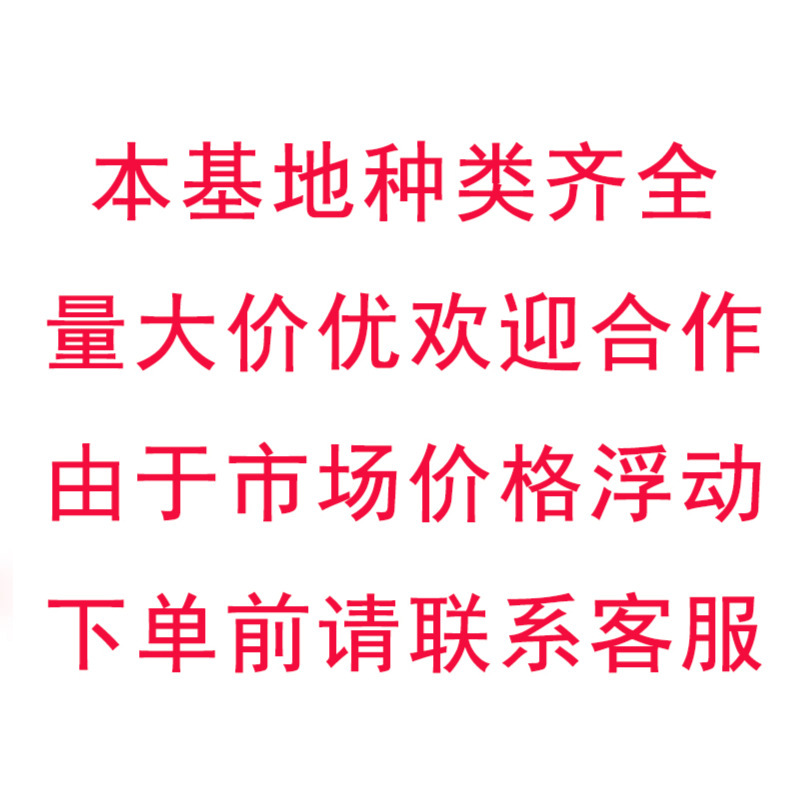 Outdoor Landscaping Plants, Small-Leaf Ligustrum Seedlings, Golden-Leafed Grass, Evergreen and Non-Deciduous All Year Round, Cold-Resistant and Heat-Resistant