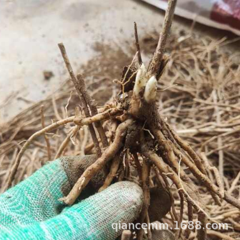 Саженцы спаржи, корневые саженцы трехлетней спаржи, овощные саженцы спаржи, многолетние растения для балкона, горшечные растения для четырехсезонного посева