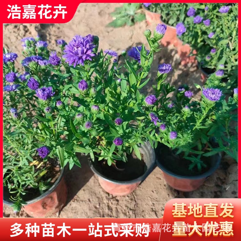 Purple Danish Aster Red Flower Potted Garden Square Park Greening Flower Dutch Chrysanthemum Various Chrysanthemum Seedlings