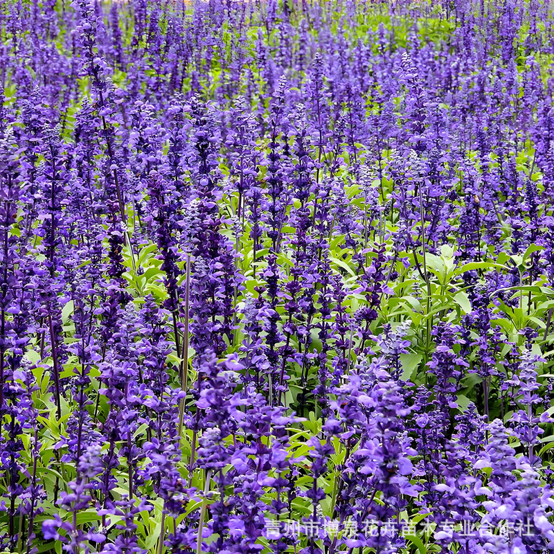 Sage Flower Seedlings, Sage Potted Bag Seedlings, Engineering Seedlings, Flower Bases for National Day and Spring Festival, Production of Grass Flowers
