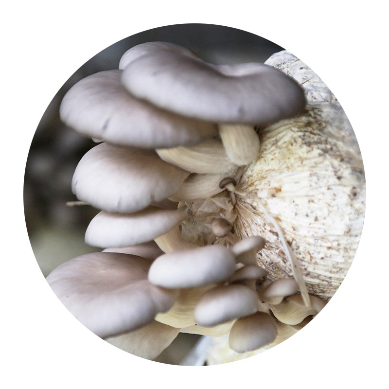 Early Autumn Edible Mushroom Bag, Oyster Mushroom Spawn Bag, 3kg Spawn Bags, Oyster Mushroom Original Spawn Cultivation Spawn Bag, Three-Level Spawn Bag