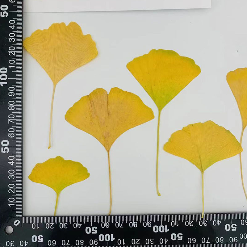 Ginkgo leaf dried flower true leaf plant specimen children's handmade diy hand painting flower sticker embossed ginkgo leaf