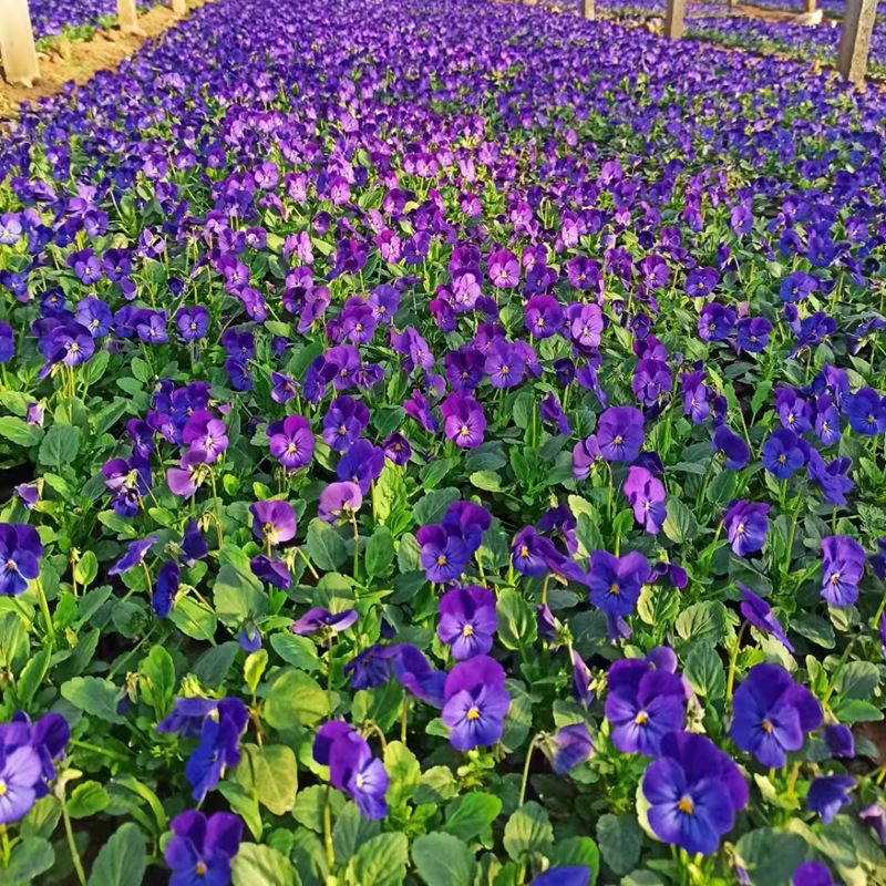 Pansy Potted Autum Cold-Resistant Flower Seedlings Perennial Flower Seedlings National Day Rental Plants