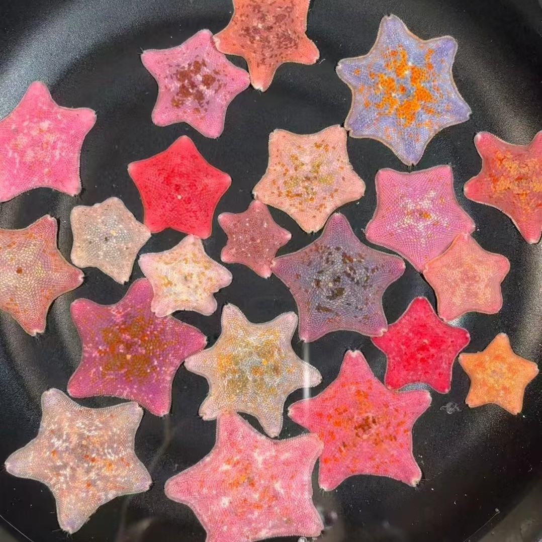 [Оптовая звезда] Живые морские звезды, набор для разведения, аквариум для морских звезд