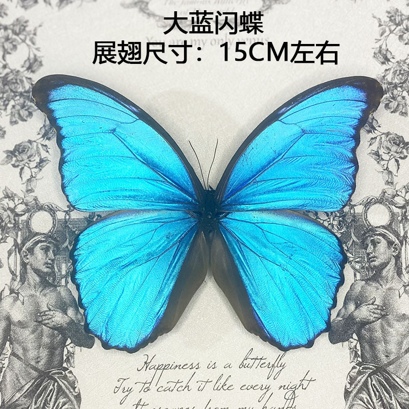 True Butterfly Specimen Wing Spreading Various Original Butterflies Mixed Butterflies Green Belt Cuifeng Butterfly Elegant Grey Butterfly Insect Beetle Kindergarten Teaching