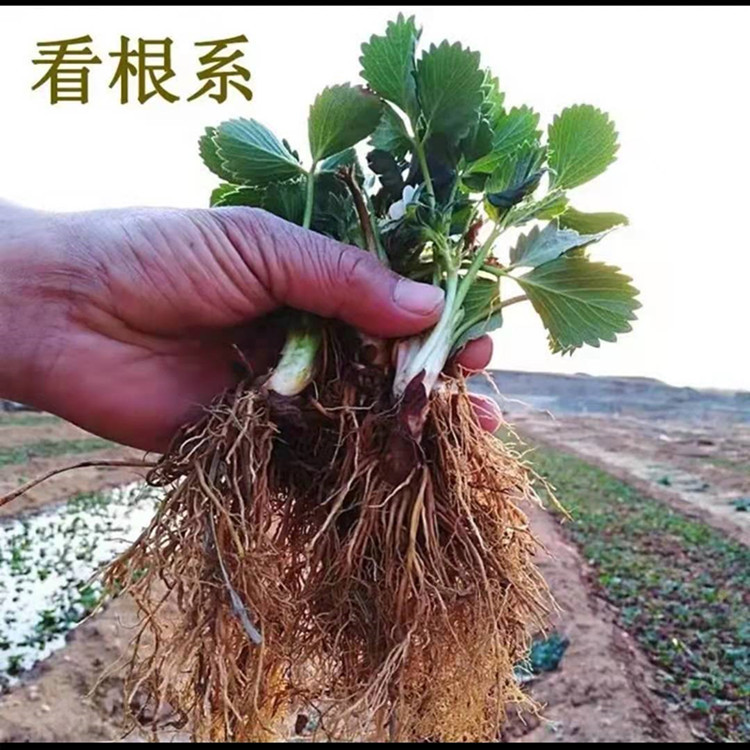 Strawberry Seedlings That Bear Fruit in the Same Year, Excellent Base Price, Wholesale Strawberry Seedlings for Sale, Fengxiang Strawberry Seedlings Planted in the North and South