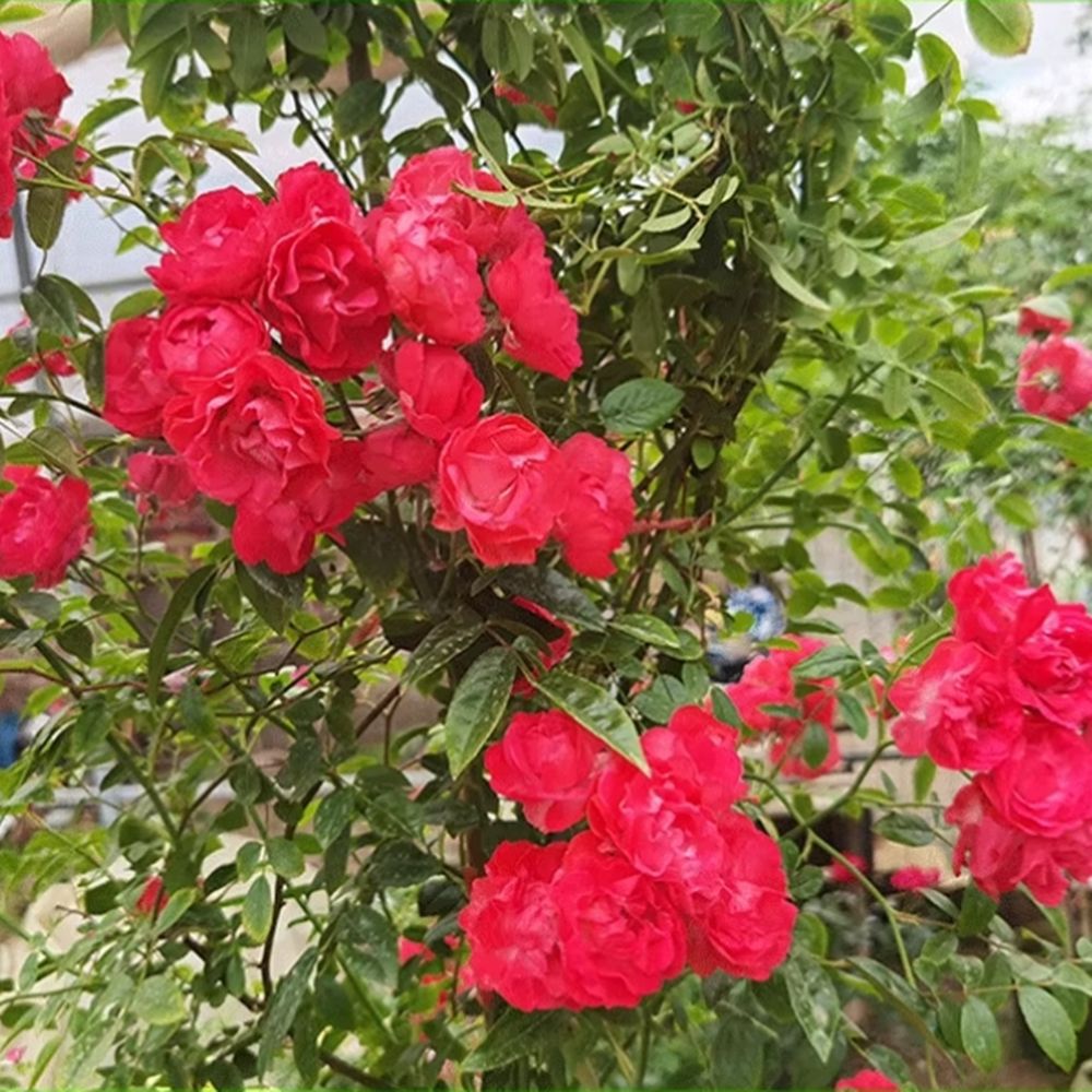 Four-Season Mahogany Fragrant Climbing Plant Courtyard Climbing Wall Vine Flower Blooms in All Seasons