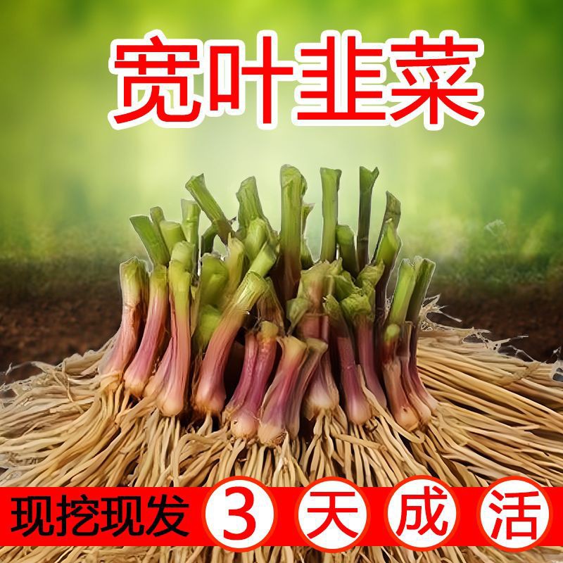 Новые саженцы лука с корнями, фиолетовые корни, широкие листья, красные корни, четырехсезонные саженцы лука, оптовые, в горшках, для балкона, овощные саженцы