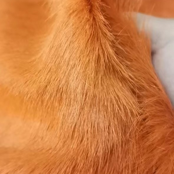 Yiwu leather horse hair cow hair color long hair real horse hair special long hair