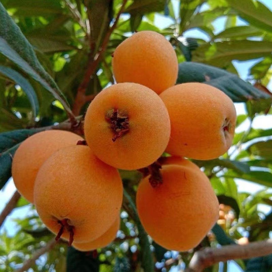 Fresh Large Fruit of Loquat from Miyi, Panzhihua, Sichuan