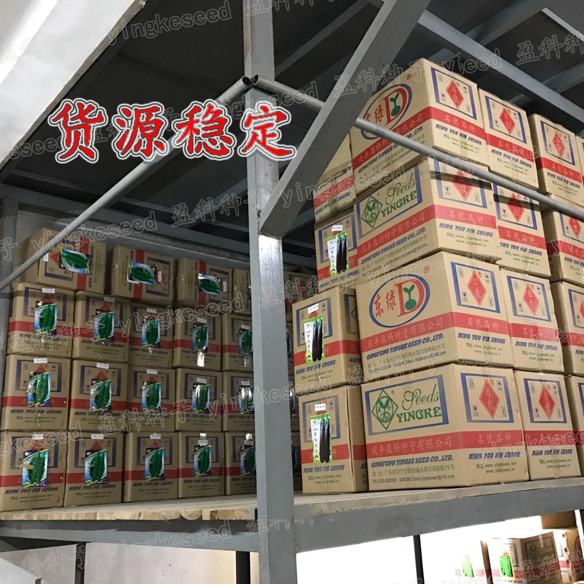 Broccoli Moss No. 2 Seeds, about 300 Broccoli Small Broccoli Cabbage Broccoli Vegetable Seeds Batch