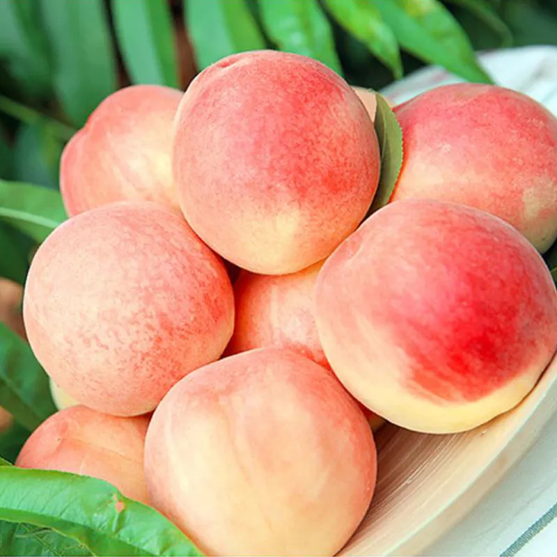 Mengyin Peaches [Golden Autumn Red Honey] Whole Peaches Free Shipping Seasonal Fruit Peaches One Piece Dropshipping