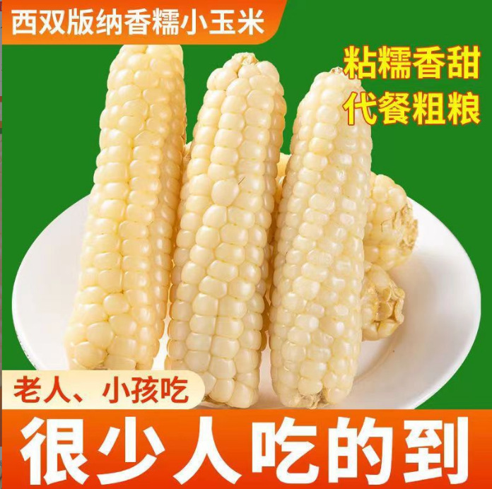 Yunnan Xishuangbanna Thumb Corn Instant Breakfast Substitute Fresh Dai Sweet Waxy Mini Finger Corn