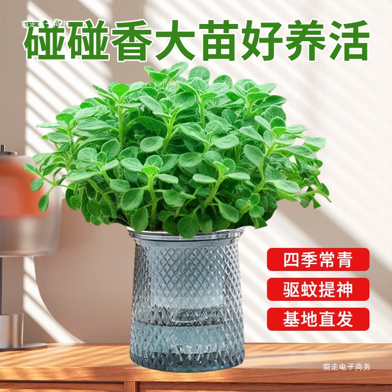 Bump Fragrant Potted Edible Green Plants to Repel Mosquitoes and Refresh Mint Seedlings, Succulent Plants and Flowers to Purify the Air with a Touch of Fragrance