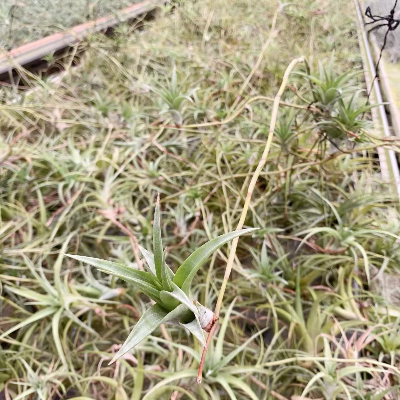 Factory Direct Supply Base Delivery Air Pineapple Soilless Plant Wooden Handle Whirlwind Flower Arrangement Flower Arrangement Landscaping Wholesale