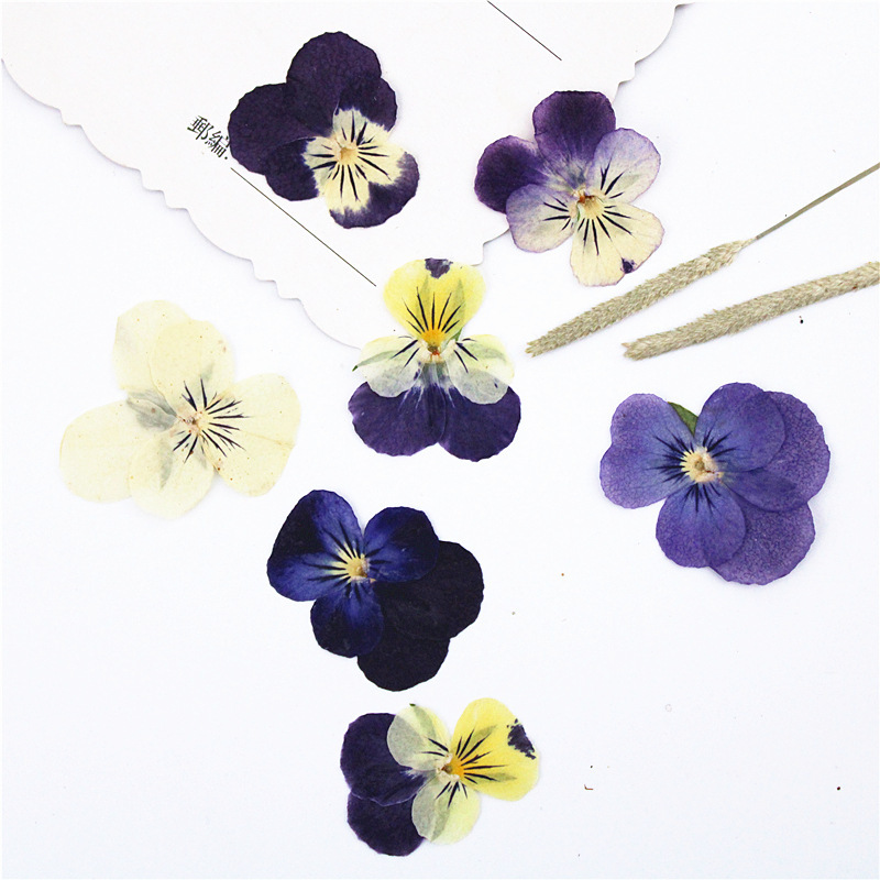 Уголок фиалки сушеный цветок тисненный материал для сумки реальный цветок растительный образец DIY ручная работа реальный цветок настольная лампа фоторамка