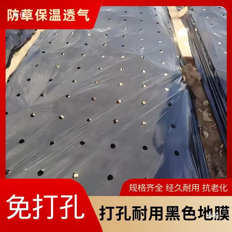Hole-Punched Planting Mulch Film Silver-Black Weed Control Film Fruit Tree Insulation Moisture Retention Breathable Plastic Film for Medicinal Materials