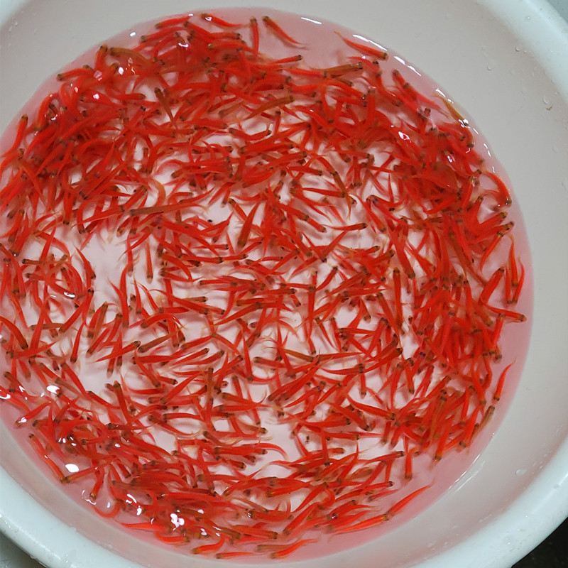 Red zebra fish live tropical fish low temperature resistant small lamp fish group grass tank mixed culture bottled ornamental fish live