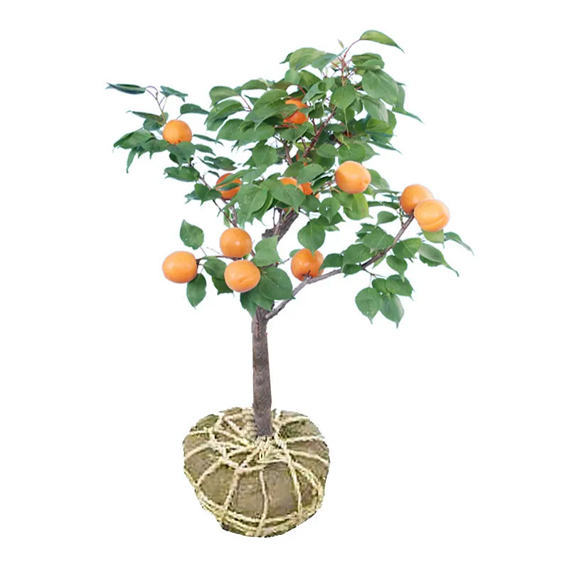 One-Piece Drop-Shipping Golden Apricot Saplings for Planting in the North and South, Four-Season Planting, Extra-Large Fruit Potted Grafted Sweet Apricot Saplings