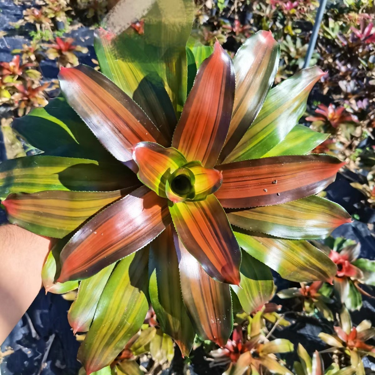 Water Pineapple, Ji Pineapple, Water and Land Tank, Rainforest Tank, Reptile Landscaping, Colorful Potted Plants, Ecological Landscape, Microscopic Plants