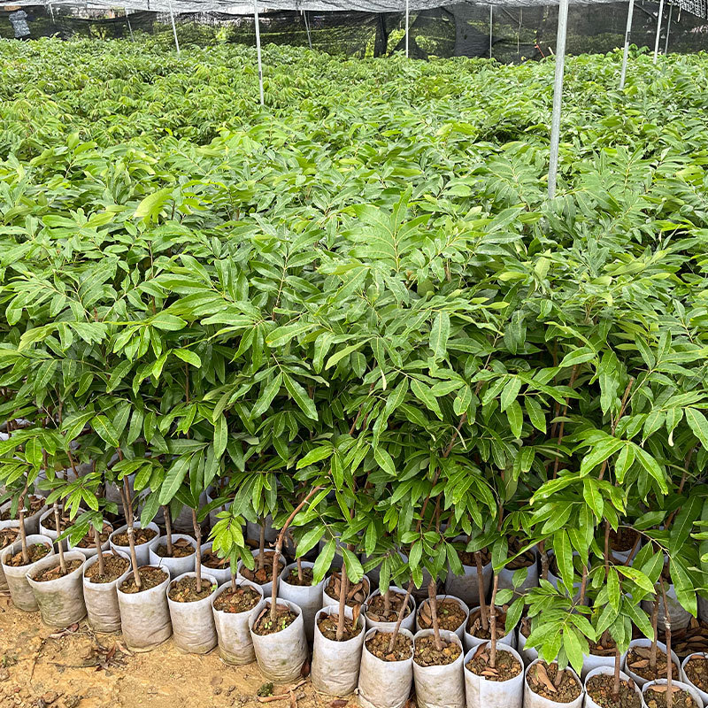 Longan Saplings Grafted Longan Seedlings Early Maturing Stone Centipede Four-Season Longan with Fruits and Soil Southern Fruit Saplings Courtyard