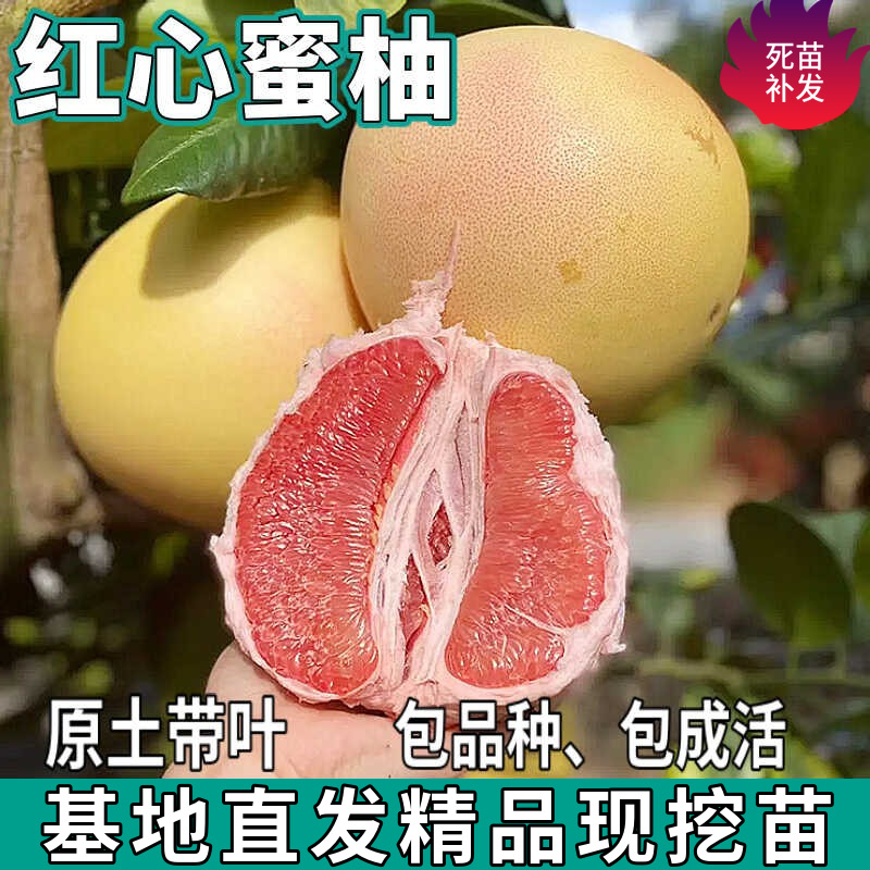 Дропшиппинг саженцев помело Red Heart для северных и южных садов с почвой и крупными плодами, привитые саженцы помело