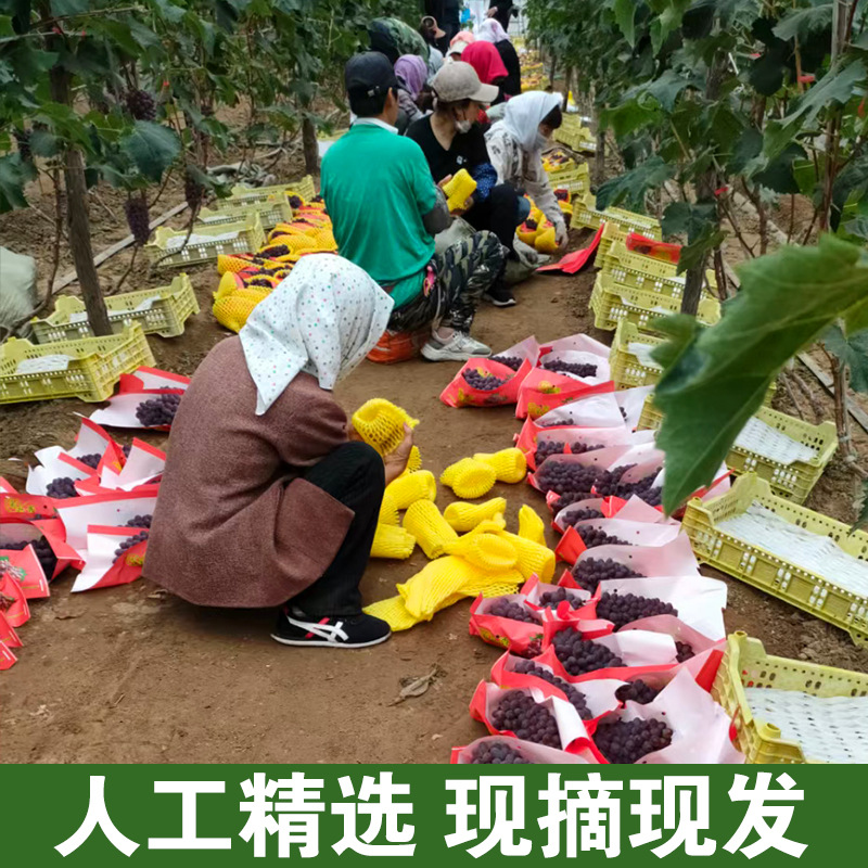 Freshly Picked Jasmine Grape Authentic Whole Box Seasonal Fresh Fruit for Pregnant Women Tulip Sweet Rose Fragrance Seedless Grapes