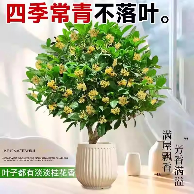 Osmanthus Saplings, Extra Large August Osmanthus, Golden Osmanthus, Greening Potted Plants, Courtyard Houses, Four-Season Osmanthus Plants, Four-Season Florals