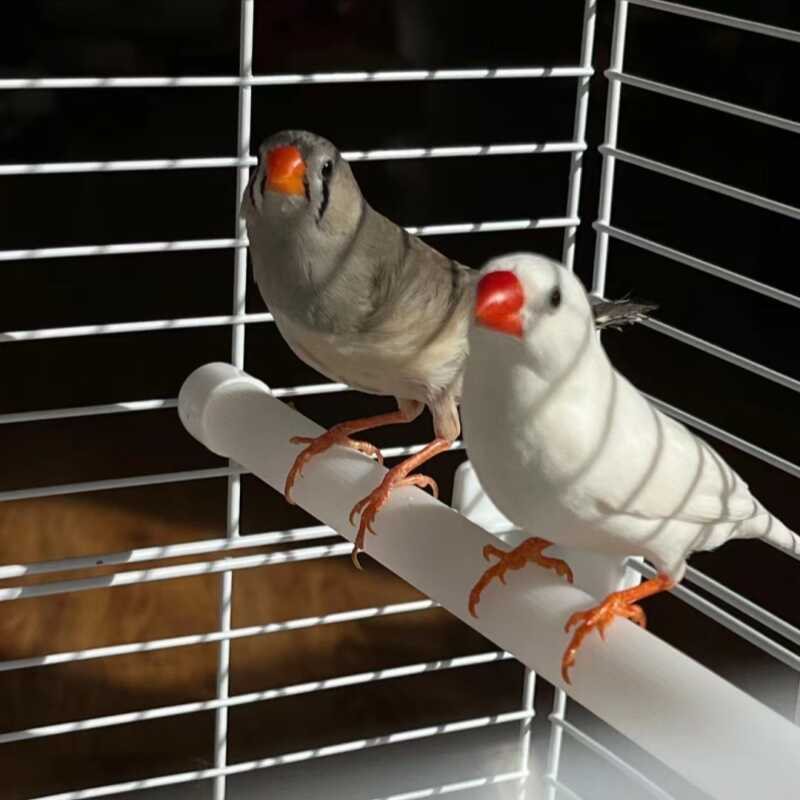 Маленькая жемчужная птица домашняя птица пара может размножаться яркая литературная птица декоративная домашняя птица