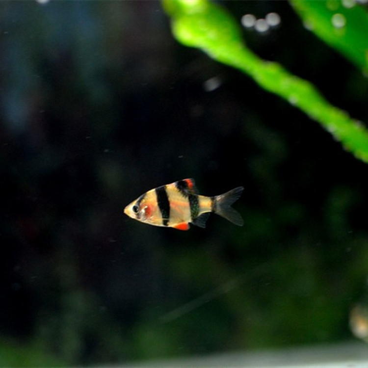 Tiger skin three fish living small fish grass tank group swimming grass tank mixed breeding group swimming tropical fish ornamental fish fishing factory direct sales