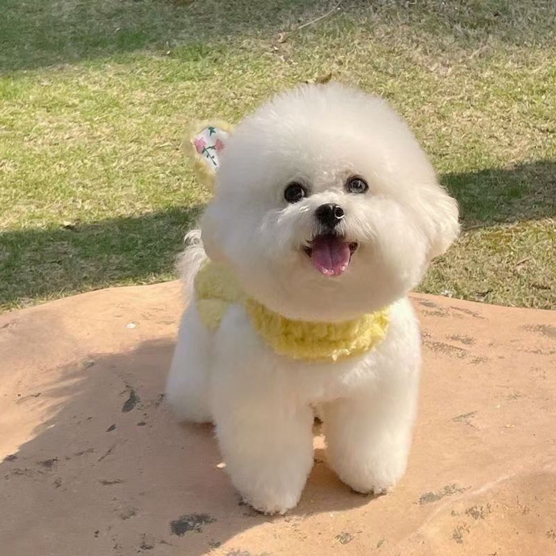 Wholesale Bichon Frize Puppies, Teacup Dogs, Puppies, Live Dogs, Puppies, Pet Dogs, Purebred Dogs, Small Size Dogss, Toy Dogs