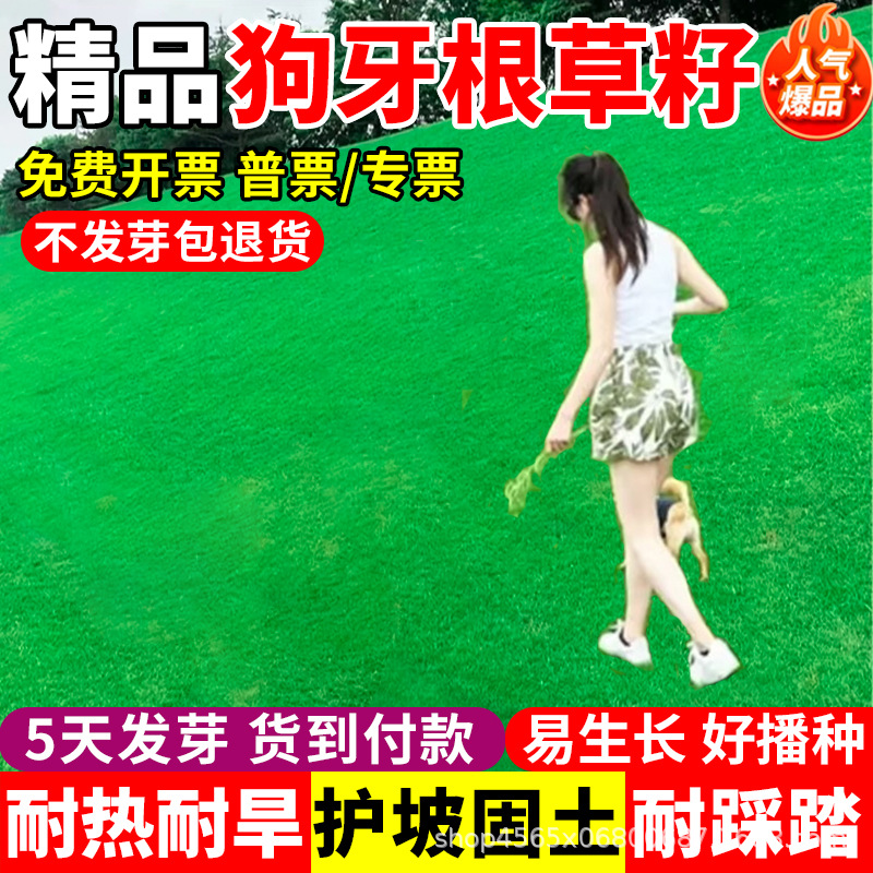 Семена газона собачьей зубки, очищенные семена круглый год, вечнозелёные, засухоустойчивые, холодостойкие, семена для защиты склона, фиксирующие почву