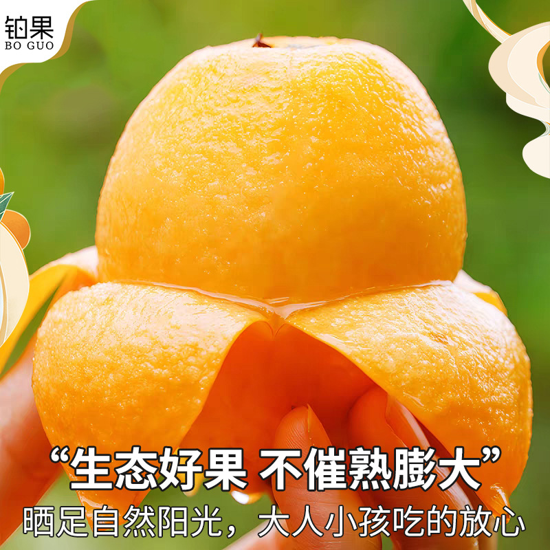 Sf Express Gift Box 2.5kg Zhangzhou Yunxiao Loquat Fresh Fruit Seasonal Fresh Whole Box Sweet Freshly Picked