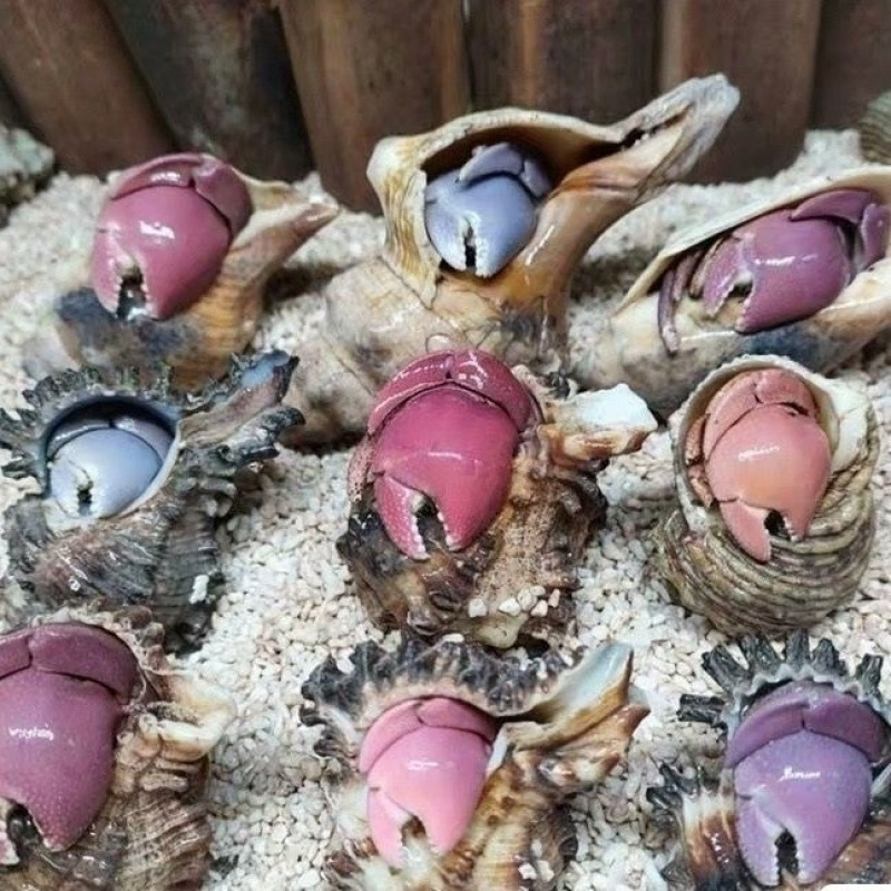 Wholesale Hermit Crabs for Street Vending, Beginner-Friendly Pets, Gray-White Short-Arm Deep Purple Lira Small Bean-Shaped Live Cute Crabs for Cross-Border Sales