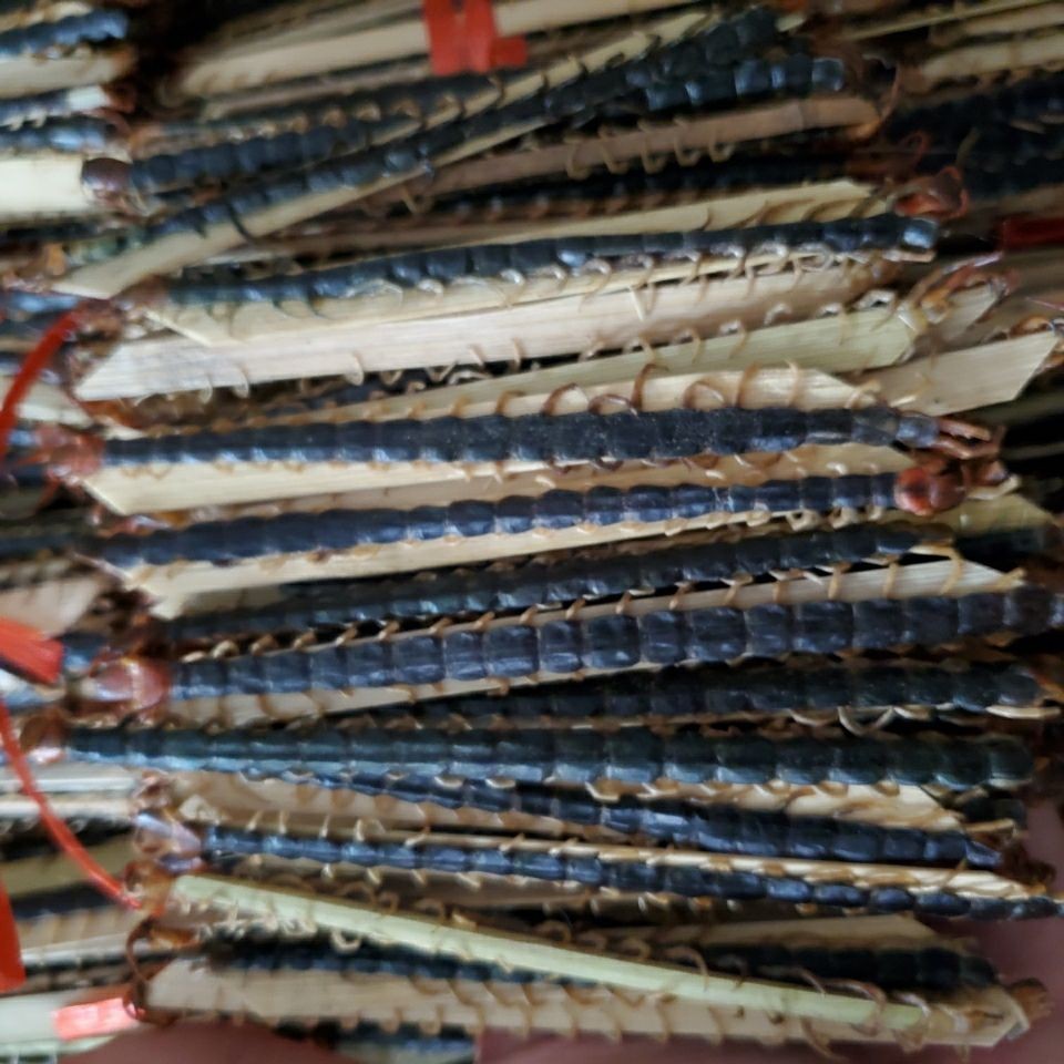 Henan Hubei Centipede Dried Centipede Red-Headed Centipede Various Specifications Centipede 10cm 15cm 18cm Zi